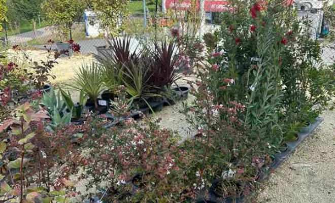 Vente de végétaux, Ribérac, JARDINERIE DRONNEAU