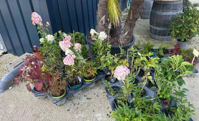 Vente de végétaux, Ribérac, JARDINERIE DRONNEAU