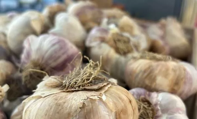 Vente de végétaux, Ribérac, JARDINERIE DRONNEAU