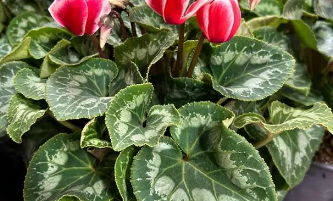 Vente de végétaux, Ribérac, JARDINERIE DRONNEAU