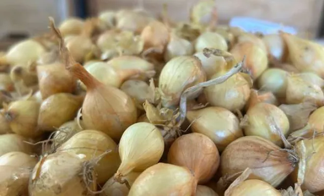 Vente de végétaux, Ribérac, JARDINERIE DRONNEAU