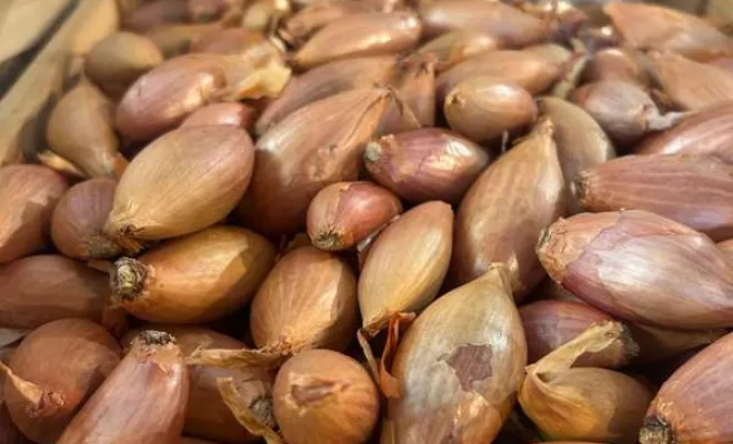 Vente de végétaux, Ribérac, JARDINERIE DRONNEAU