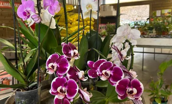 Vente de végétaux, Ribérac, JARDINERIE DRONNEAU