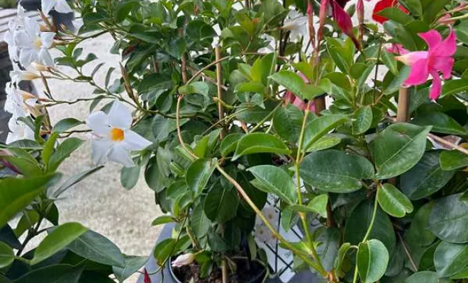 Vente de végétaux, Ribérac, JARDINERIE DRONNEAU