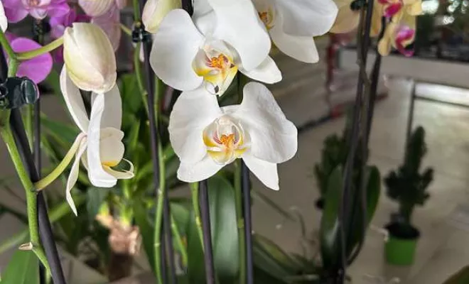 Vente de végétaux, Ribérac, JARDINERIE DRONNEAU