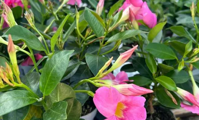 Vente de végétaux, Ribérac, JARDINERIE DRONNEAU