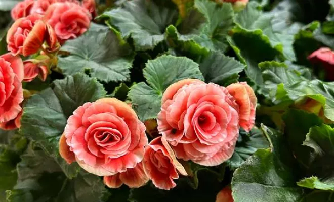 Vente de végétaux, Ribérac, JARDINERIE DRONNEAU