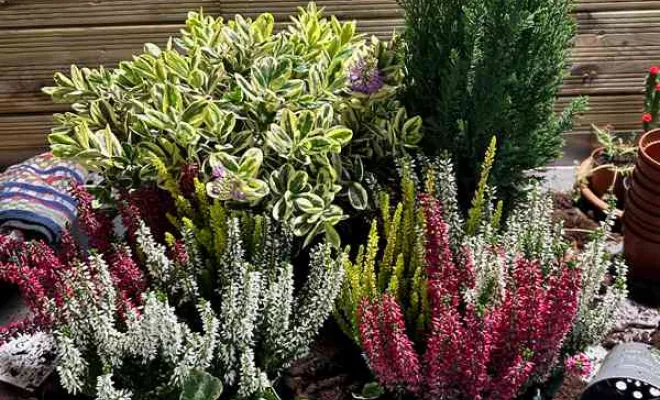 Vente de végétaux, Ribérac, JARDINERIE DRONNEAU