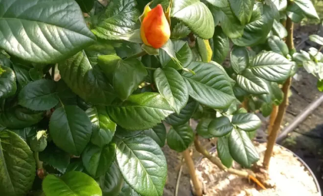 Rosier , Chalais, JARDINERIE DRONNEAU