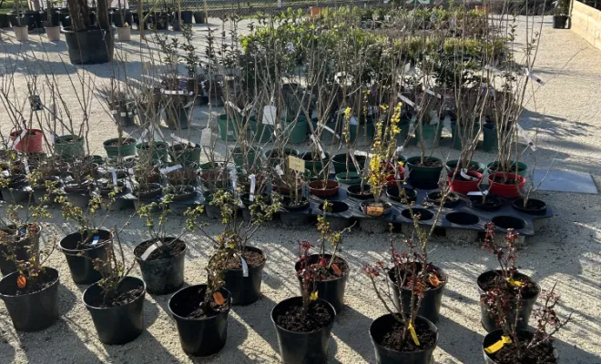 Rosier , Chalais, JARDINERIE DRONNEAU