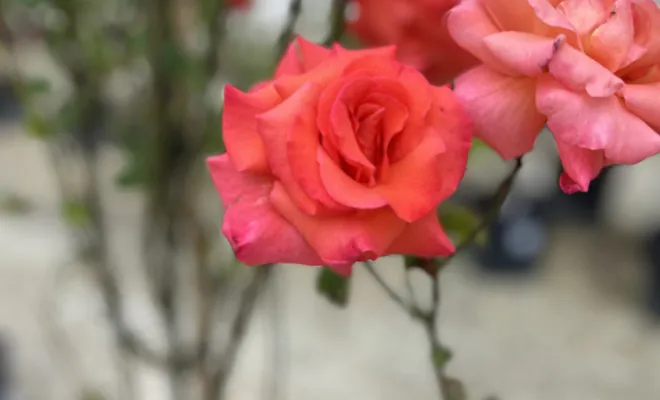 Rosier , Chalais, JARDINERIE DRONNEAU