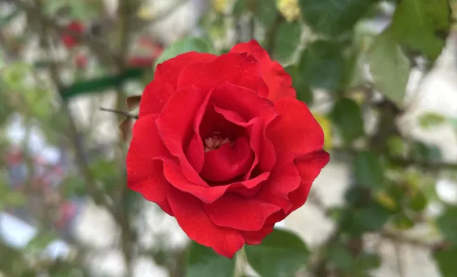 Rosier , Chalais, JARDINERIE DRONNEAU