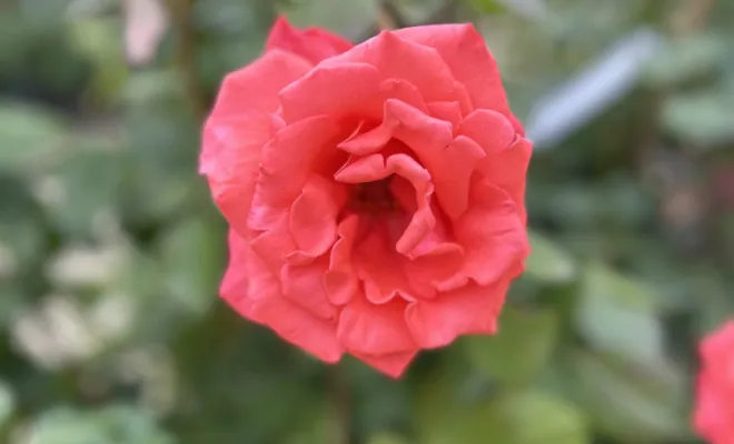 Rosier , Chalais, JARDINERIE DRONNEAU