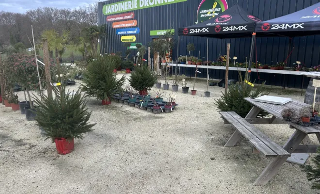 Sapin de Noël , Chalais, JARDINERIE DRONNEAU