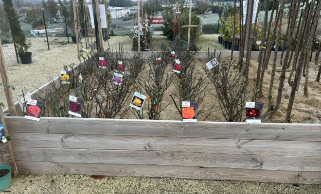 Rosier , Chalais, JARDINERIE DRONNEAU