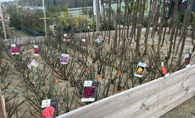 Rosier , Chalais, JARDINERIE DRONNEAU